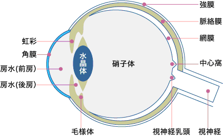 角膜感染症