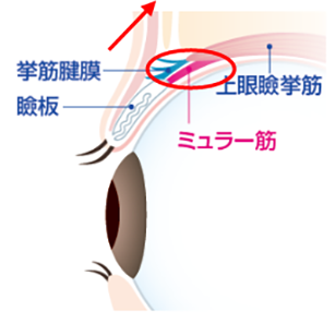 ミュラー筋